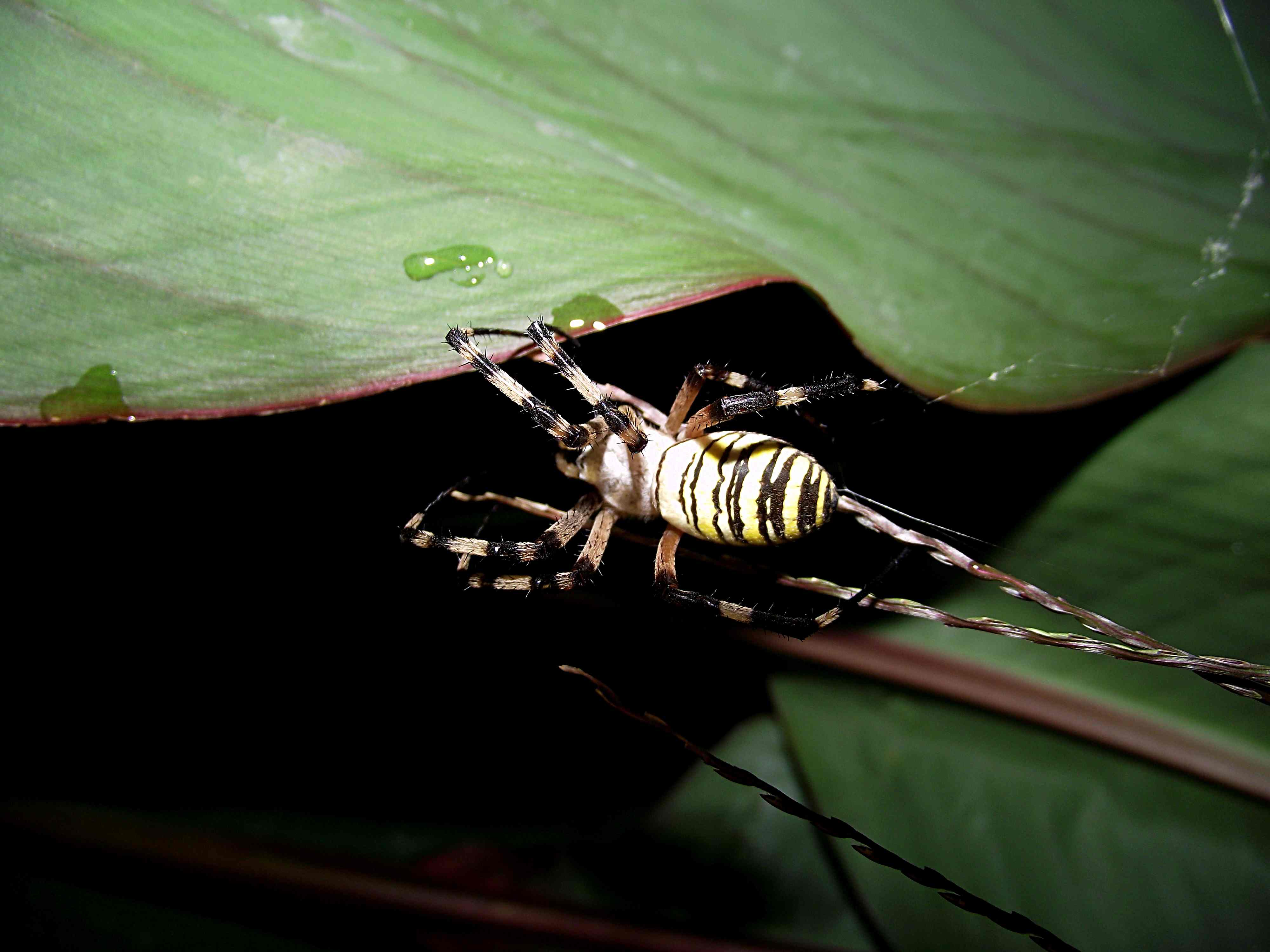 Argiope bruennichi